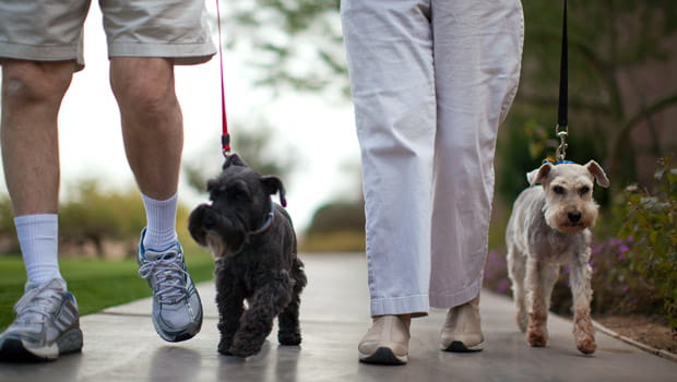 Residents walk with two small dogs.